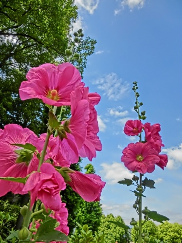 梅雨時期に咲く立葵（たちあおい）の花。鮮やかなピンクの花が下から順に咲き上がる